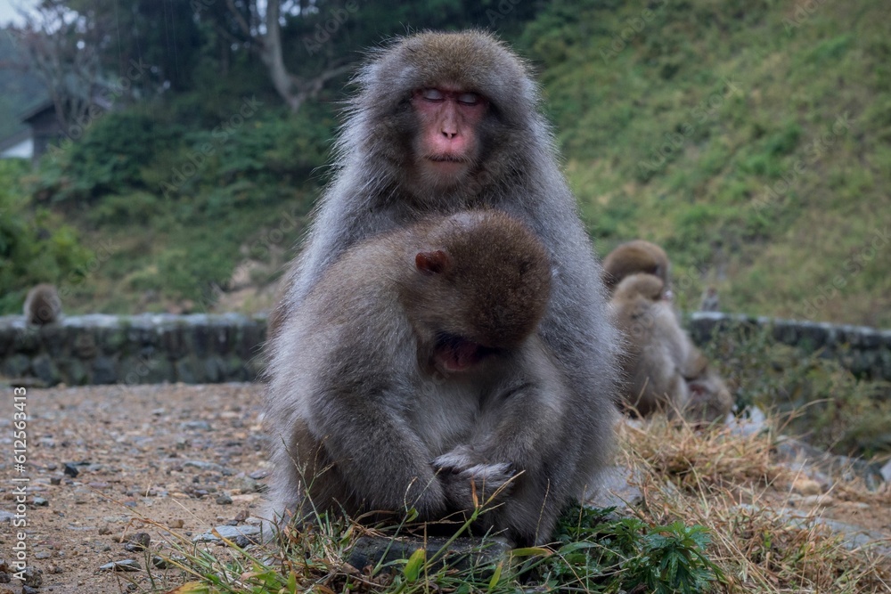 Young Japanese Macaque sitting against an adult monkey in a zoo