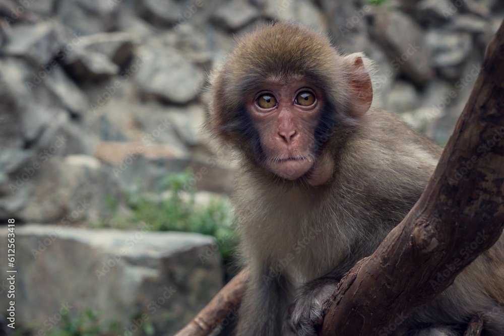 Young Japanese Macaque sitting on a wooden surface in a zoo Young Japanese Macaque sitting on a wooden surface in a zoo