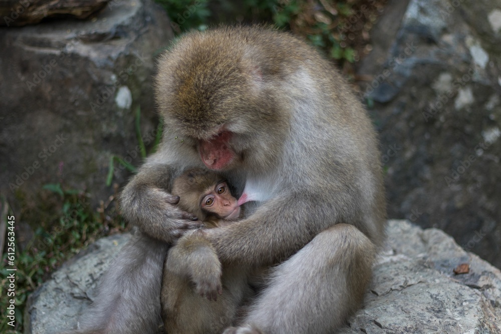 Young Japanese Macaque breastfeeding on its mother Macaque Young Japanese Macaque breastfeeding on its mother Macaque