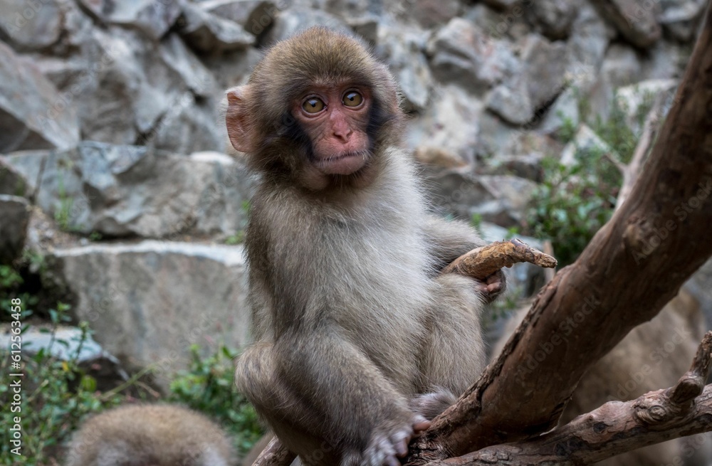 Young Japanese Macaque sitting on a wooden surface in a zoo Young Japanese Macaque sitting on a wooden surface in a zoo