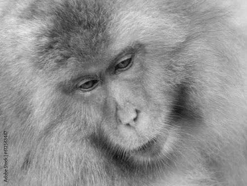 Closeup grayscale shot of the face of a Japanese Macaque in a zoo