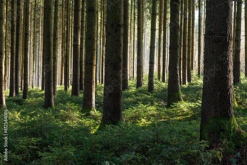 Warm sunshine in the forest with green plants