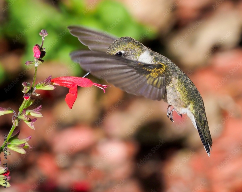 Closeup shot of the hummingbird with a beak near the salvia coccinea (scarlet sage) Closeup shot of the hummingbird with a beak near the salvia coccinea (scarlet sage)