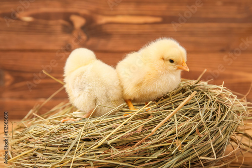 Nest with cute little chicks on wooden background