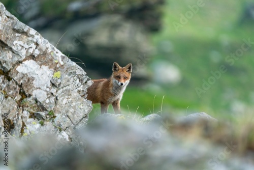 Closeup of a red fox (Vulpes vulpes) behind a rock against blurred background