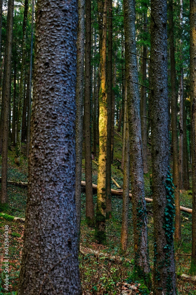 Obraz premium Vertical shot of the tree trunks in the forest.