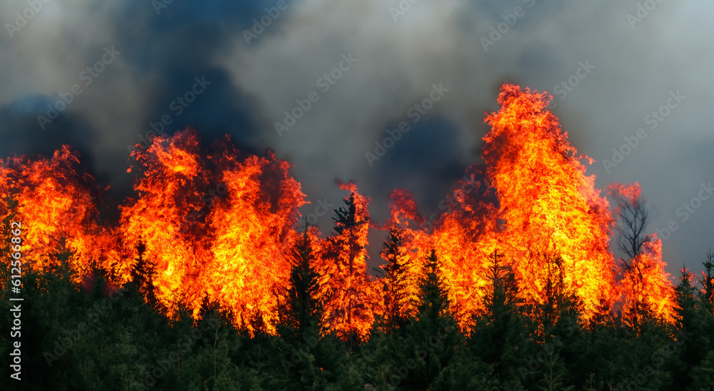 forest in the middle of flames with tall pines