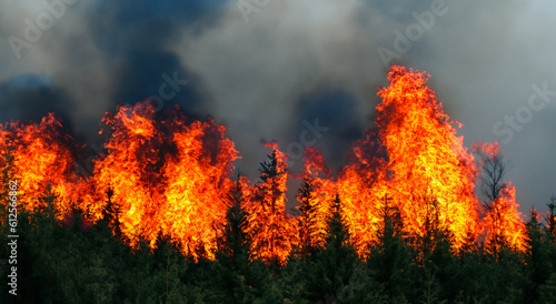forest in the middle of flames with tall pines © Marco