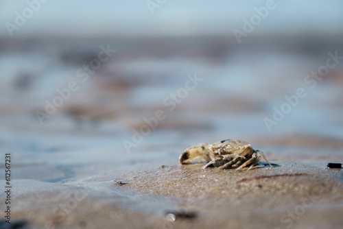 Closeup shot of a crab on a sandy beach in Normandy, France