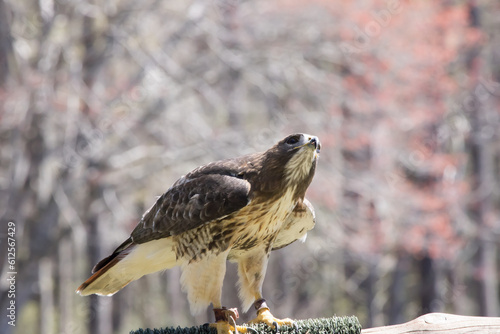 Red Tailed hawk perched outdoors photo