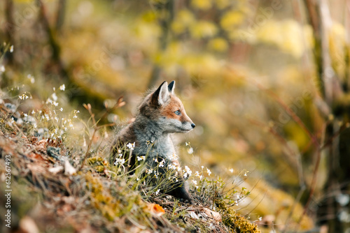 nice shotnice shot of a curious young fox Vulpes vulpes in the  of a curious young fox Vulpes vulpes in the middle of the sunny forest floor, Slovak wild nature, red fox, useful for magazines,slovakia © Dominik