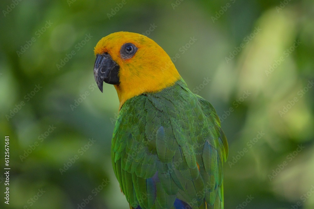 Closeup shot of a jandaya parakeet