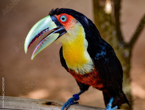 Closeup shot of a green-billed toucan