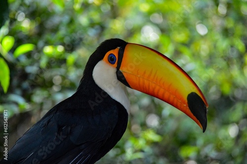 Closeup shot of a toco toucan perched on a branch © Gleboc/Wirestock Creators