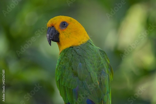 Closeup shot of a jandaya parakeet