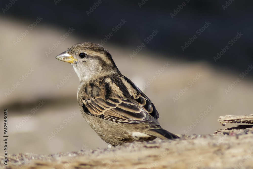 Brown sparrow perching on the ground Brown sparrow perching on the ground