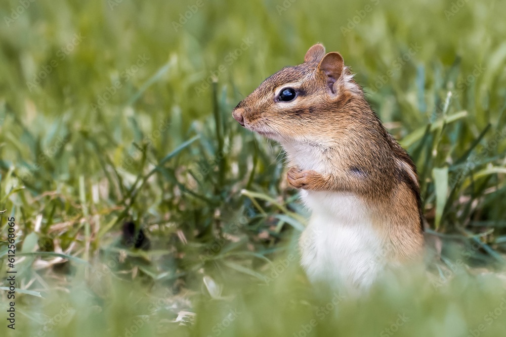 Closeup of a cute least chipmunk standing on the meadow grass Closeup of a cute least chipmunk standing on the meadow grass