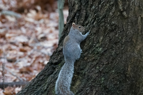Squirrel climbing up the side of a tree in the woods