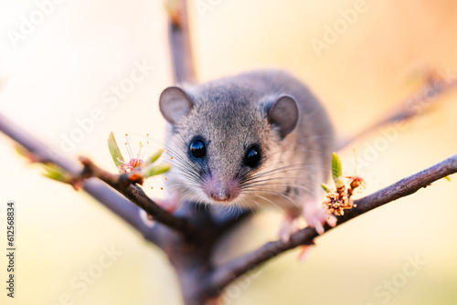 shot of a woodland dormouse on a tree with white flowers, dormouse with a gray coat, wild nature, very small squirrel,