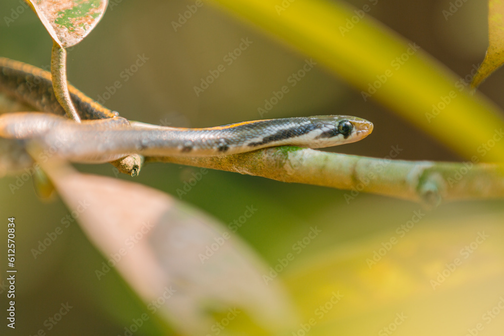 yellow striped snake (Coelognathus flavolineatus) on leaves, animal closeup 