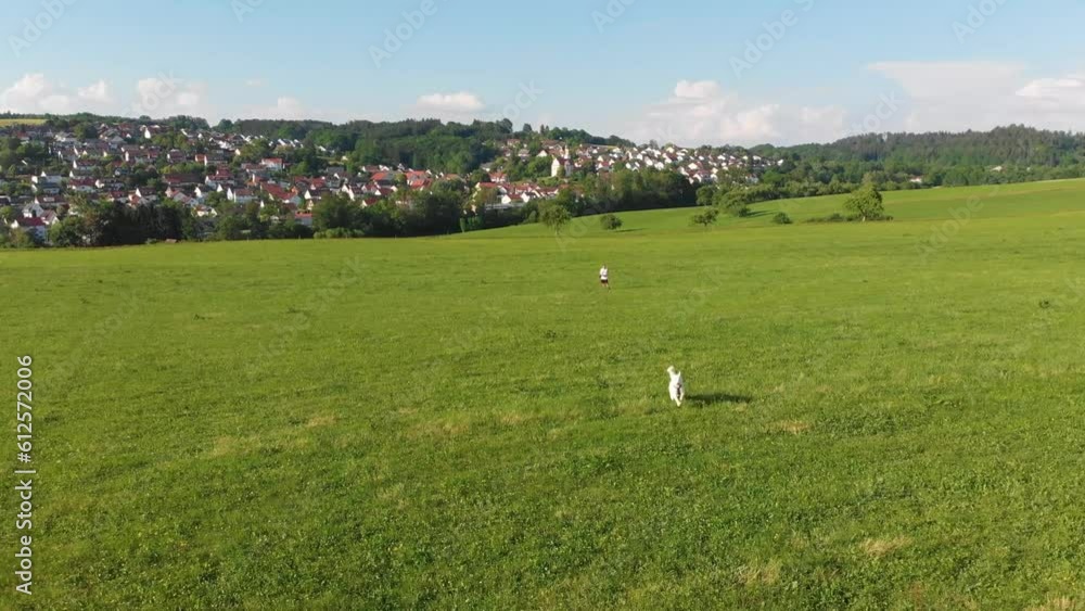 Junger Mann geht mit seinem weißen sibirischen Husky Hund auf einem Feld mit grüner Wiese und einer Stadt mit Einfamilienhäusern im Hintergrund Gassi sprinten rennen und die Drohne jagen 4k