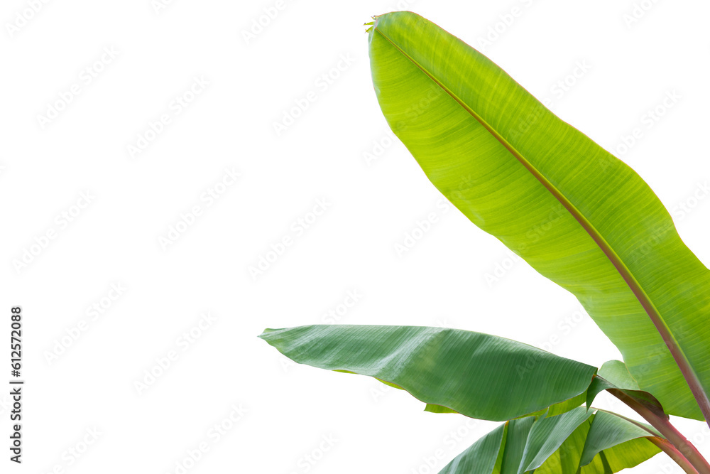 Obraz premium Green Banana leaves on isolated white background.Plant object clipping path.