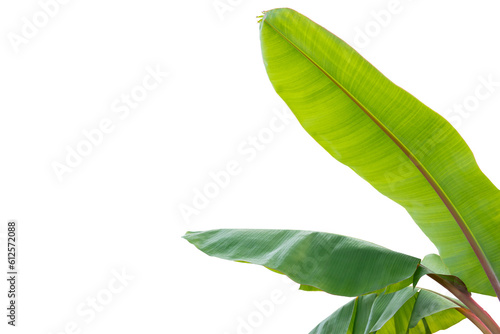 Green Banana leaves on isolated white background.Plant object clipping path. © NOPPHACHAI