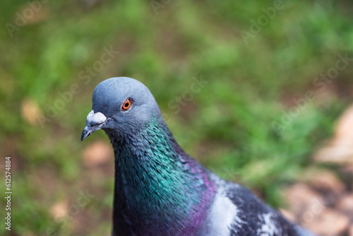 Beautiful pigeon in a park, close up, macro photography © BURCU