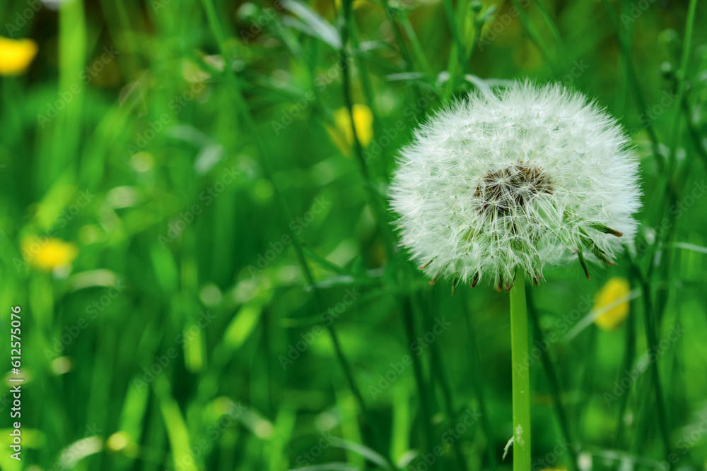 White dandelion flowers in green grass, closeup White dandelion flowers in green grass, closeup