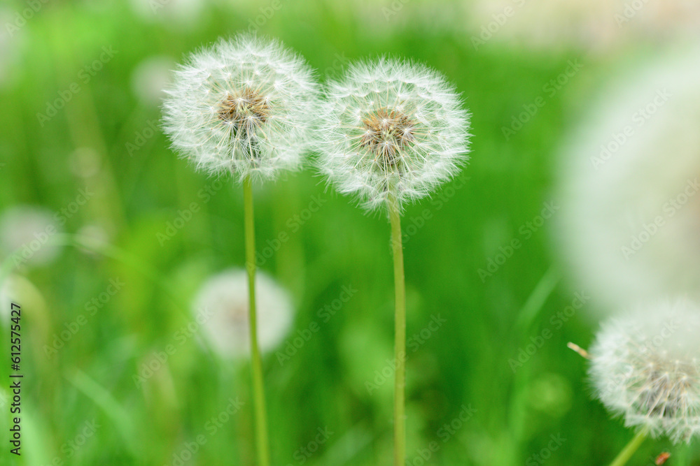 White dandelions on green blurred background White dandelions on green blurred background