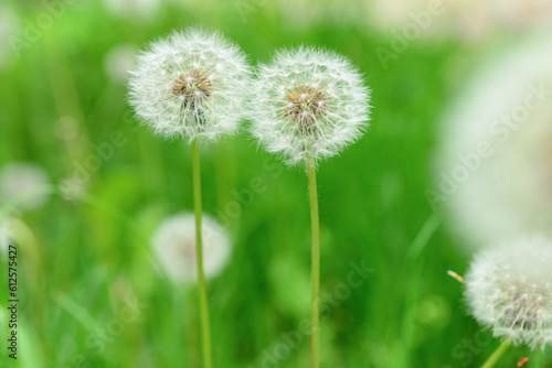 White dandelions on green blurred background