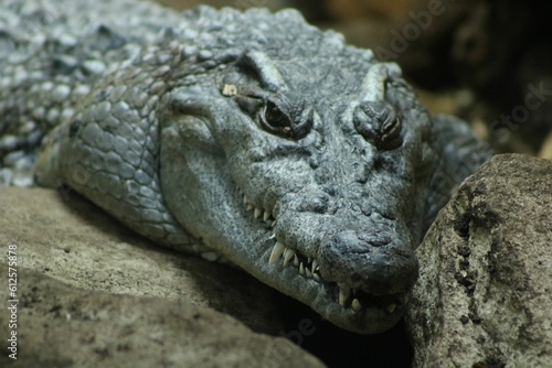 Crocodile resting on the blurred background in a zoo cage during the daytime