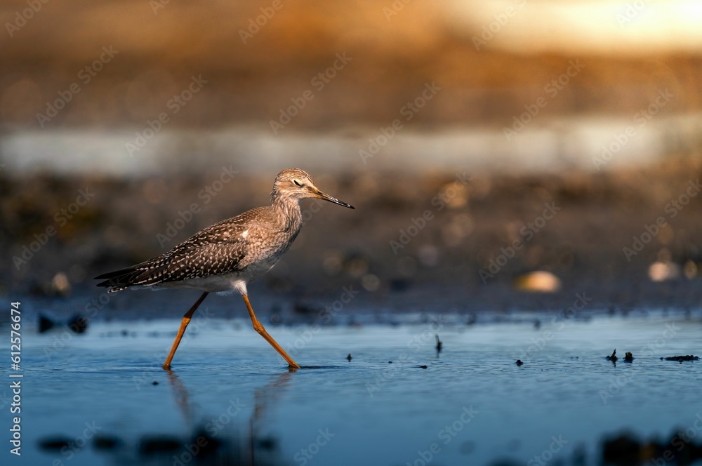 Closeup of a spotted redshank walking at the coastline Closeup of a spotted redshank walking at the coastline