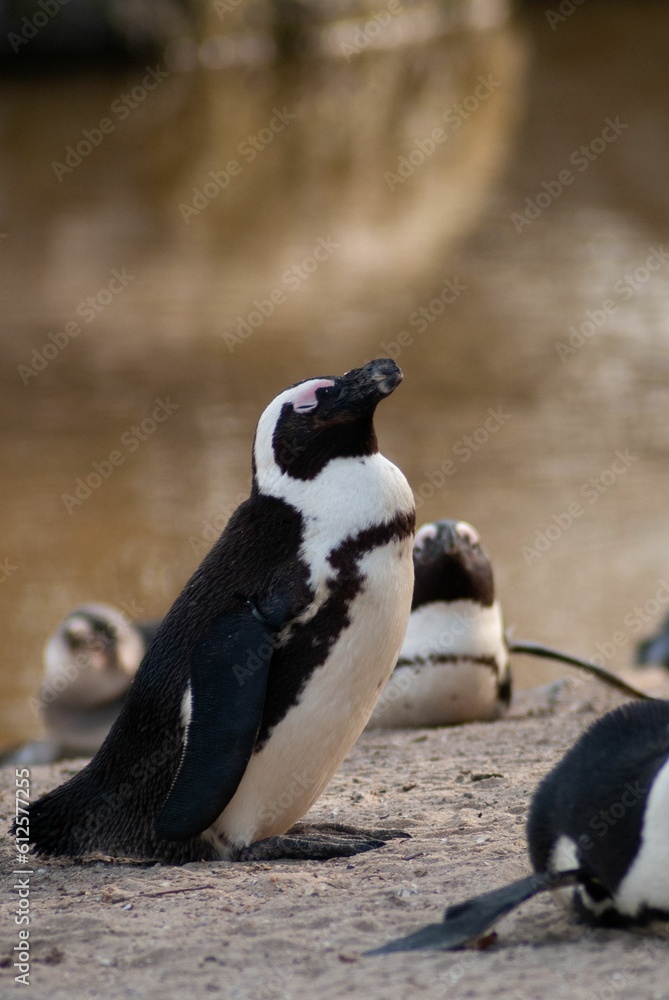 Fototapeta premium Vertical shot of a spectacled penguin standing on a rocky surface with a blurry background