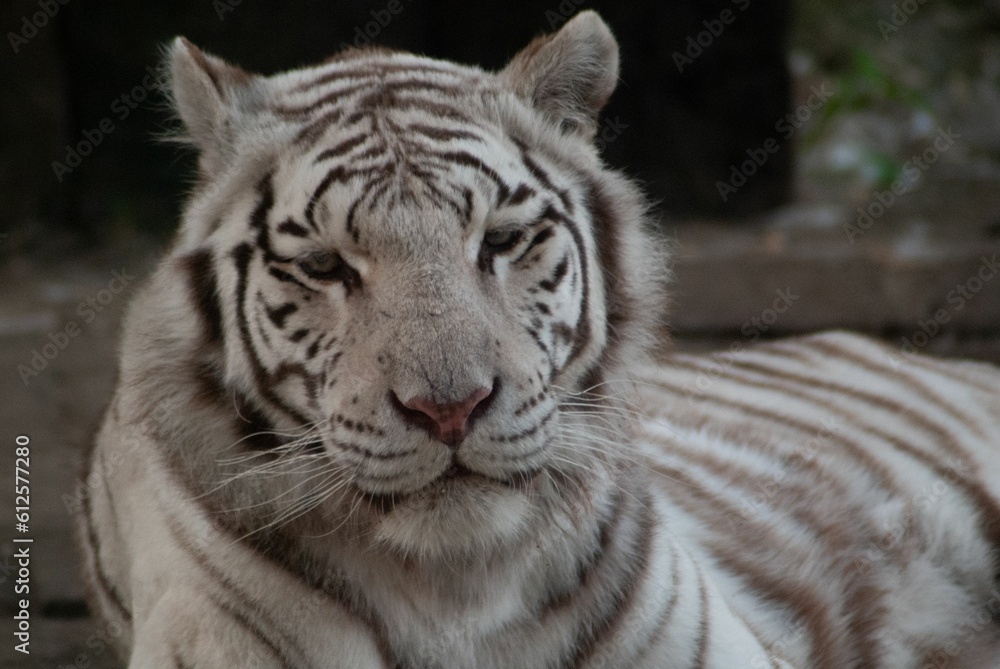 Closeup shot of a white Bengal tiger lying on the ground with a blurry background Closeup shot of a white Bengal tiger lying on the ground with a blurry background