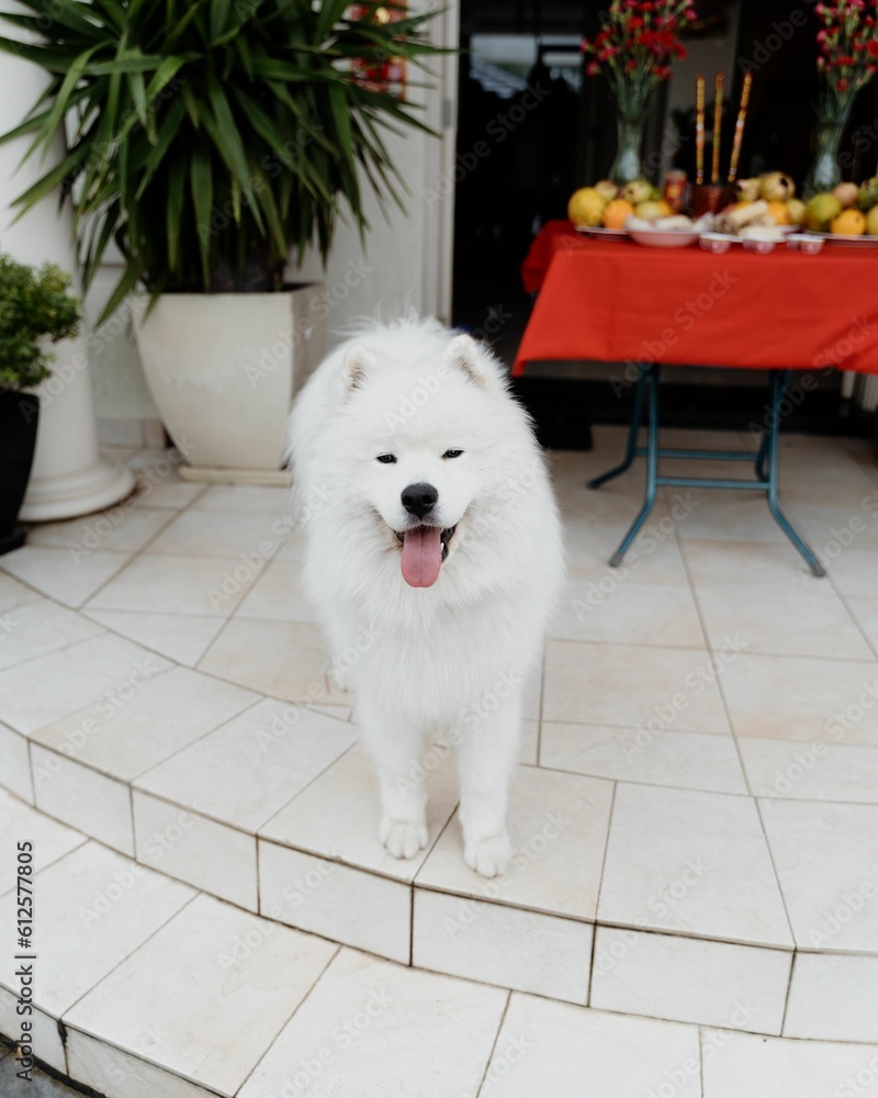 Vertical shot of an adorable fluffy white samoyed dog on a porch Vertical shot of an adorable fluffy white samoyed dog on a porch