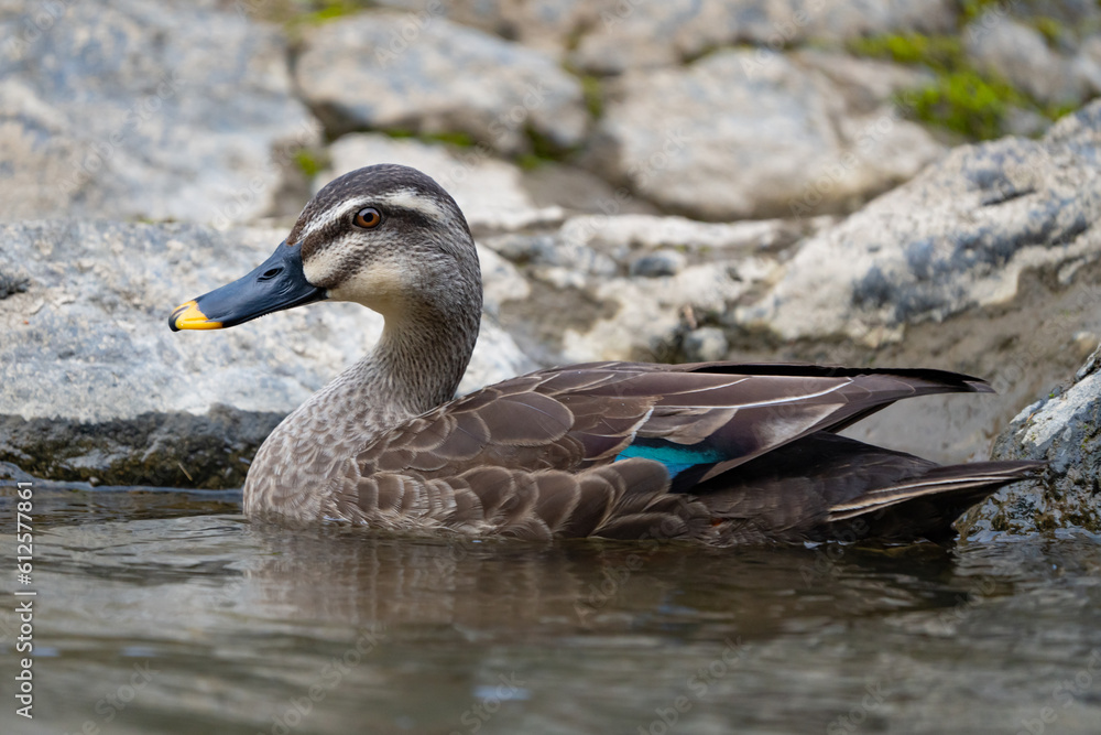 Beautiful Eastern Spot-Billed Duck on Dark River Beautiful Eastern Spot-Billed Duck on Dark River