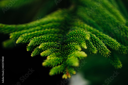 fern leaf close up