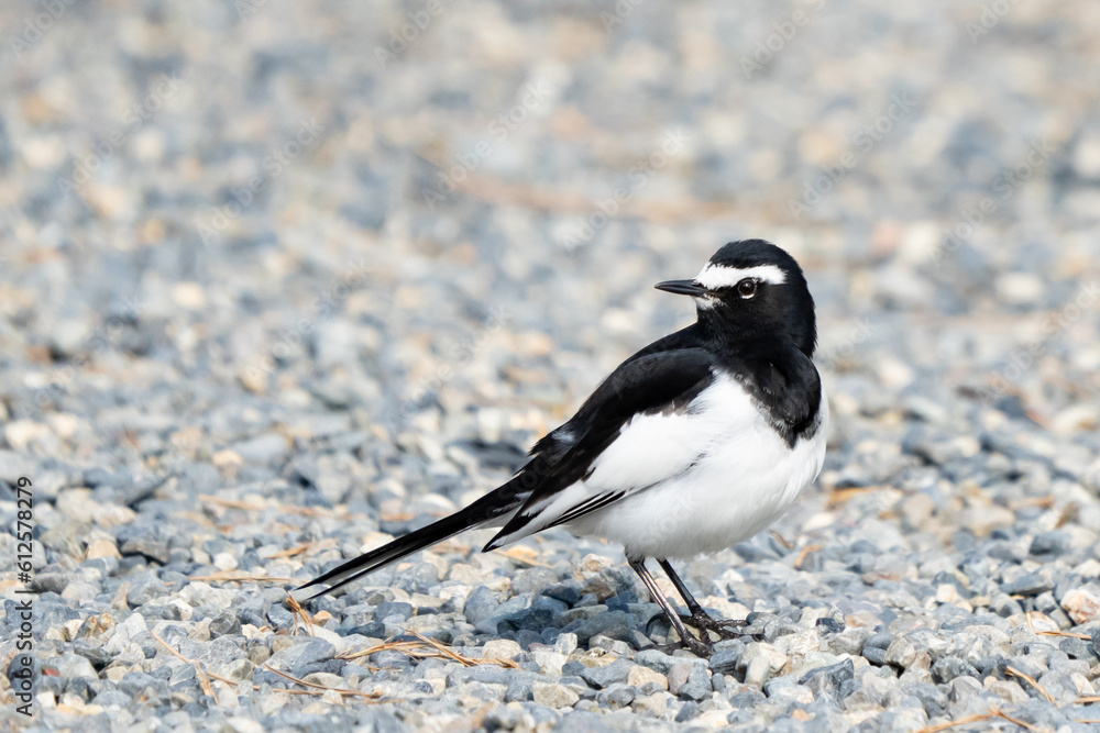 Japanese Wagtail Sitting Pretty on a Gravel Path Japanese Wagtail Sitting Pretty on a Gravel Path