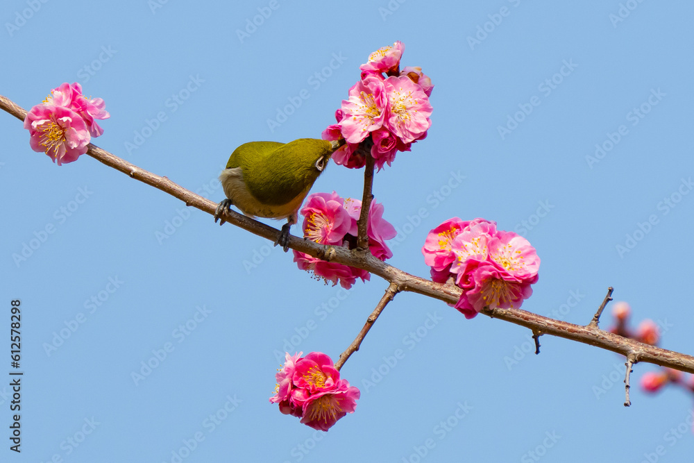 Warbling White-Eye in Cherry Blossoms in Japan Warbling White-Eye in Cherry Blossoms in Japan