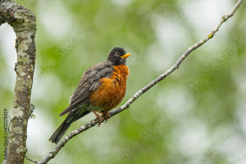 American Robin Bird Looks Put Out in a Spring Rainstorm