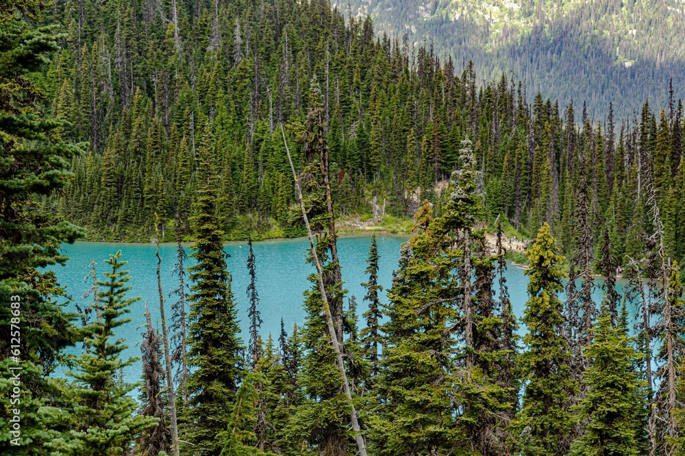 Pine forest with turquoise river view