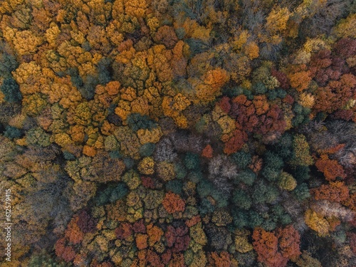 Aerial shot of an autumn forest with trees covered with orange and red leaves
