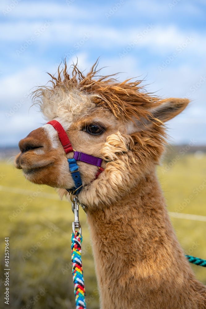Obraz premium Vertical closeup shot of a huacaya alpaca.