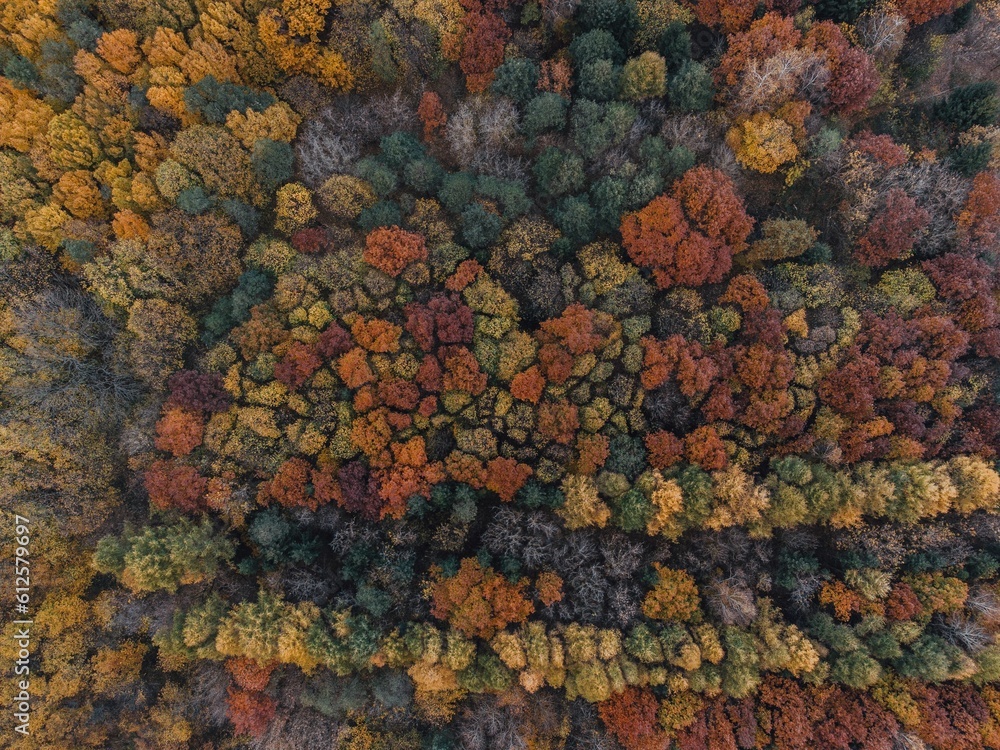 Aerial shot of an autumn forest with trees covered with orange and red leaves Aerial shot of an autumn forest with trees covered with orange and red leaves