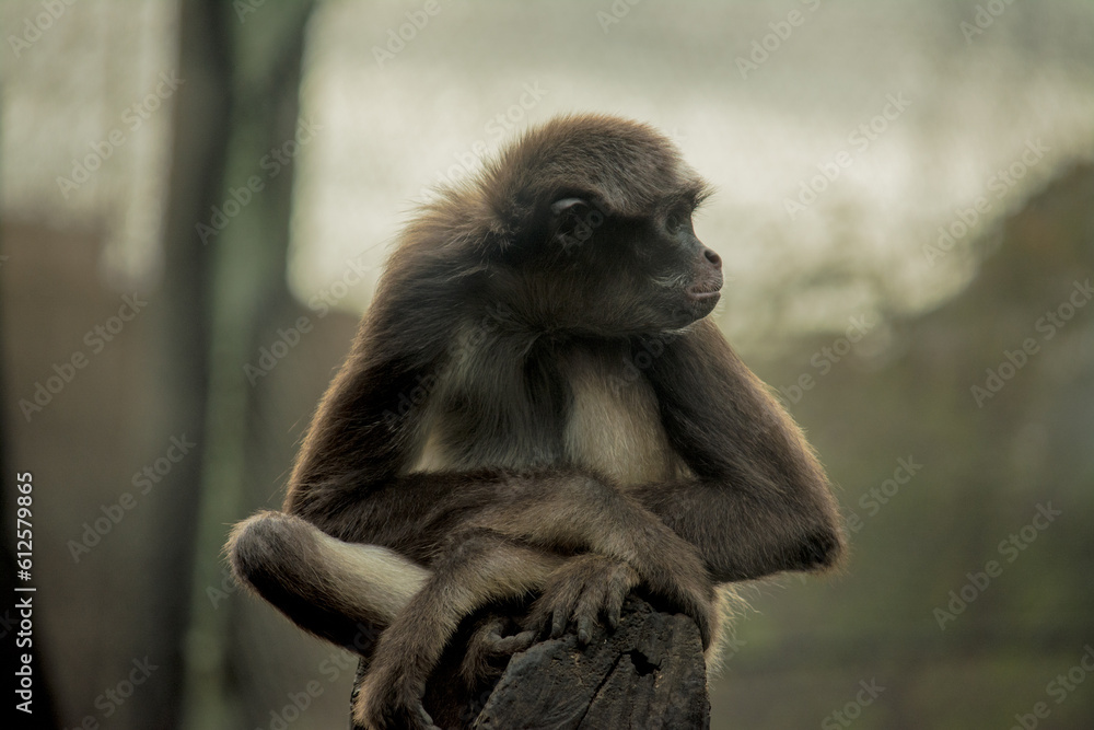 Obraz premium Animales Eje Cafetero Colombiano, Turismo de Fauna. 