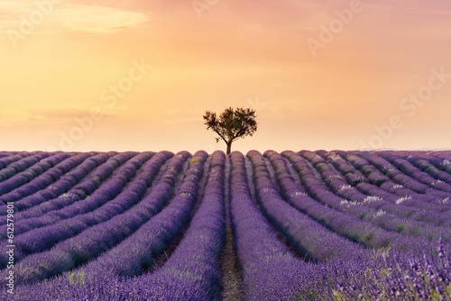 Scenic view of a tree standing tall in a lavender field in the countryside