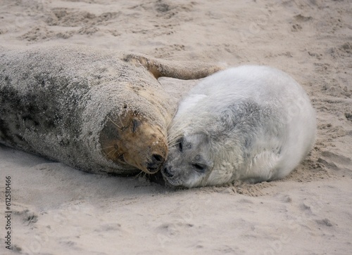 Closeup view of two cute and fluffy seals lying together on the sand in daylight
