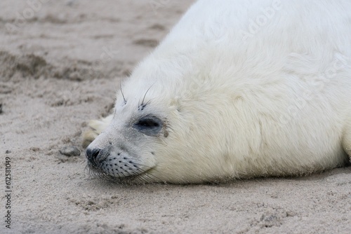 Closeup of adorable chubby gray seal lying and resting on sandy beach