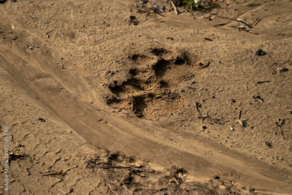 Obraz premium Closeup shot of the animal's footprint